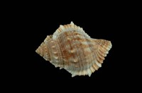 藏品(赤蛙螺)的圖片